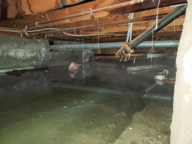 Best Water damage cleanup near me  in East Bronson, FL